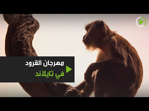 شاهد مئات القرود تجتمع في مهرجان بوفيه القردة السنوي في تايلاند